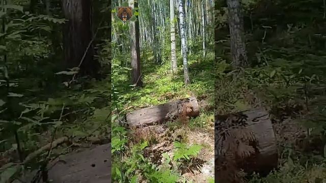 Шишки - ягоды смотреть онлайн