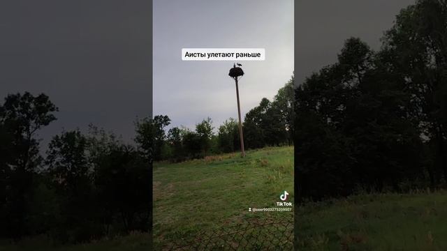 Экология Сморгони(Беларусь) плохо сказывается на популяции аистов смотреть онлайн