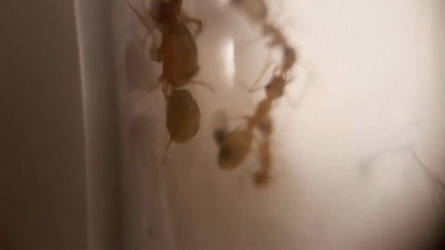 Une espèce juste magnifique ! ♥_♥ - Camponotus turkestanus ! смотреть онлайн