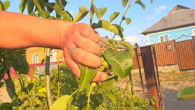 Літні операції на груші смотреть онлайн