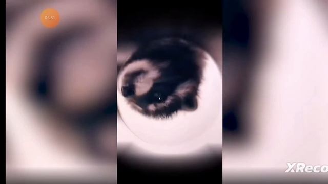 педро педро енот 12 минут