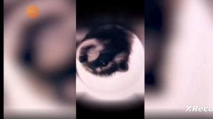 педро педро енот 12 минут