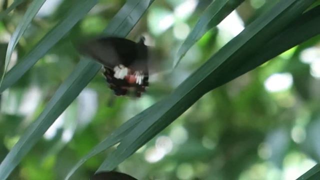 Common Mormon (Papilio polytes) courting. Dairy Farm Nature Park, SIngapore. 2 May 2021. смотреть онлайн
