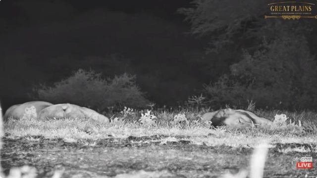 Lions at Ol Donyo. africamLIVE 17 April 2024 смотреть онлайн