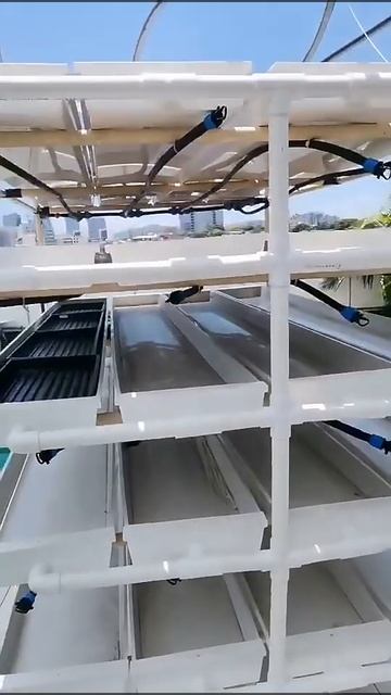 NFT Aquaponic Growing Systems Barley Growing Fodder Trays смотреть онлайн