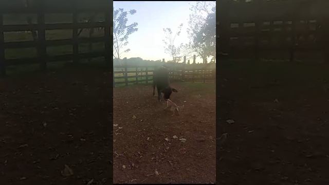 БЫК 600кг., знакомство,интервью на ранчо! КОСТА-РИКА.Costa Rica. смотреть онлайн