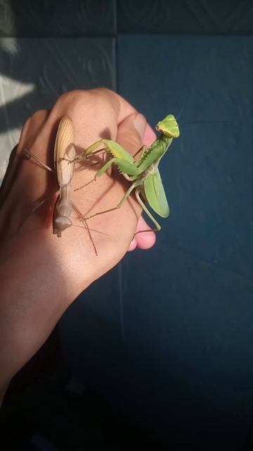 Разные богомолы. смотреть онлайн