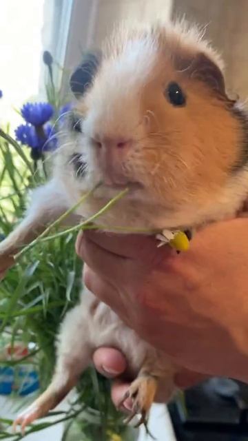 Морская свинка ест ромашки🐹 смотреть онлайн