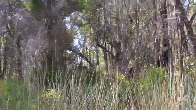 Kangaroo swims across the river & Goannas mating in the water смотреть онлайн