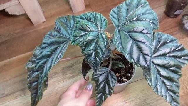 Бегонии спасеныши, неожиданные находки и просто красавицы👍😃 1 часть. смотреть онлайн