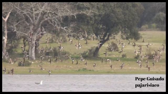 Curruca Cabecinegra en laguna con bandos de anátidas смотреть онлайн