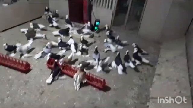 Голуби Таджикский Акуши Истаравшан смотреть онлайн