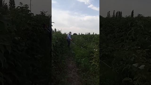 малина смотреть онлайн