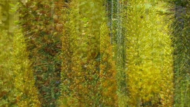 Pustelni igła kleopatry смотреть онлайн