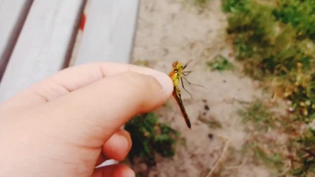 прогулка во дворе. сбор насекомых. #явернулся смотреть онлайн