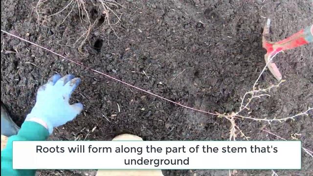 Transplanting Jostaberry and Gooseberry plants смотреть онлайн