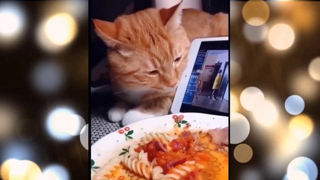 Кошки Смешная Видео Подборка - Видео 20 - 11:56 Минуты смотреть онлайн