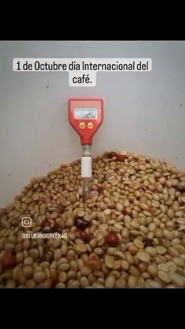 Fermentación especial de café. #cafésostenible #fermetnacióncafé #agriculturasostenible смотреть онлайн
