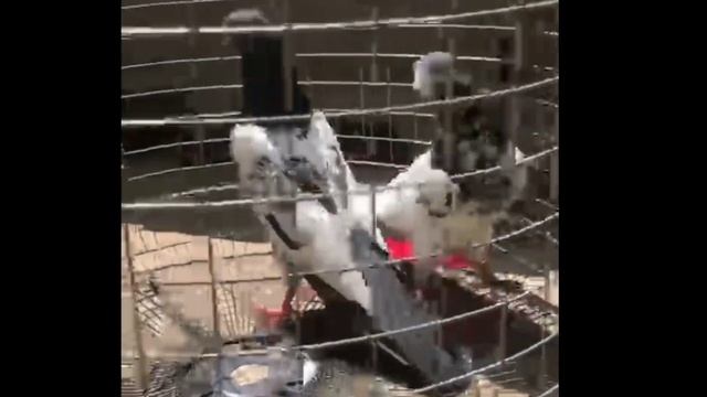 Голуби Покистанцы, На продажу доставка РОССИЯ ТАДЖИКИСТАН УЗБЕКИСТАН КАЗАХСТАН +7 977 555-76-73 БАХ смотреть онлайн