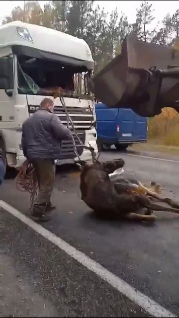Жесть - "Лось и Фура! " смотреть онлайн