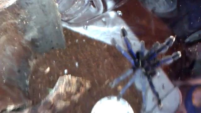 Lampropelma violaceope (singapore blue) смотреть онлайн