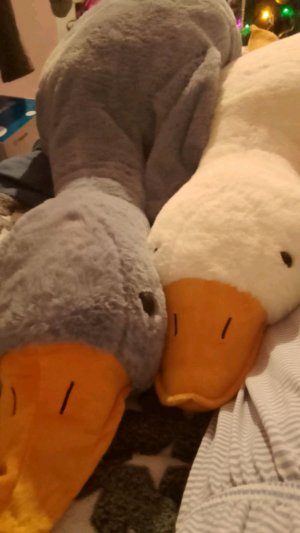 трансляция которая просил один из подписчиков