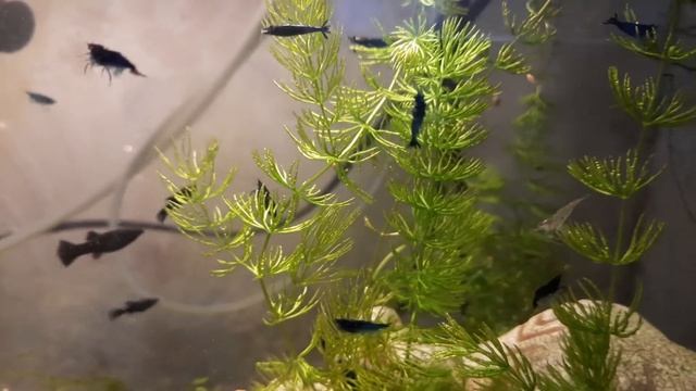 Синие, и очень быстые. А какие интересные! 😲😲😲 смотреть онлайн
