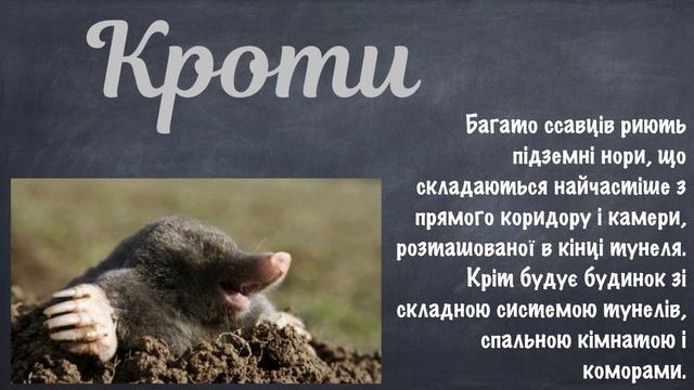 Тварини - будівельники смотреть онлайн
