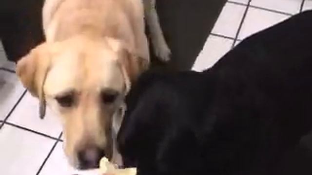 Dog Eats Lemon w/ Slow Motion смотреть онлайн