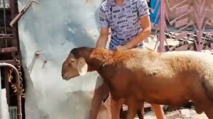 Гиссарский баран на реализацию. Вся подробная информация по телефону +7-989-520-24-90 или Whats App