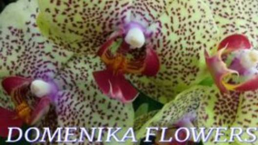 №1027/ ВСЕ ЖЁЛТЫЕ орхидеи на ДВА ЦВЕТАНОСА по АКЦИИ в с/ц DOMENIKA FLOWERS смотреть онлайн