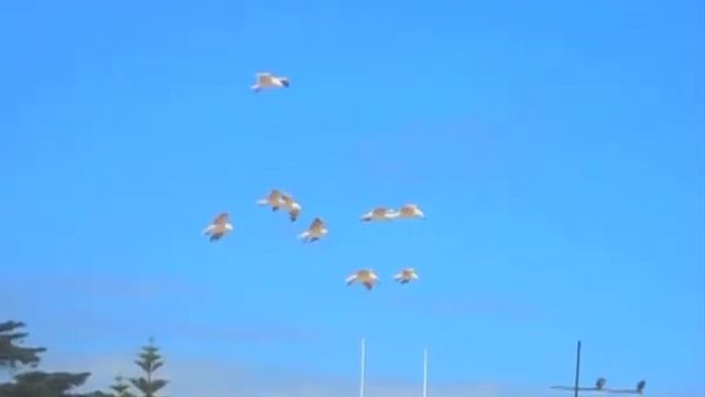 fabian michel down under смотреть онлайн