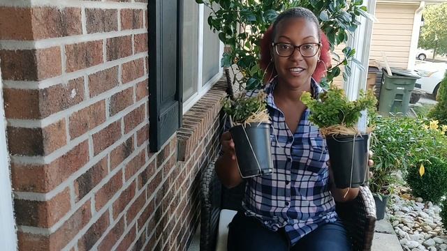 Plant Unboxing 📦🌿|| Wayside Gardens || Kreatyve Laydiiee смотреть онлайн