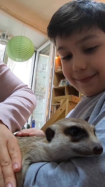 Как Давид поладил с Сурикатом Олегом? #новости #animal #животные #топ смотреть онлайн