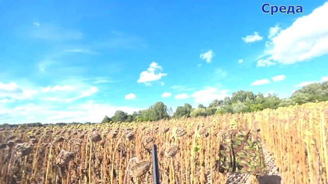 Лучшие налёты утки и голубя за неделю смотреть онлайн