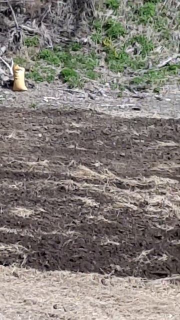 Мы будем сеять рожь овес ломая плуги смотреть онлайн