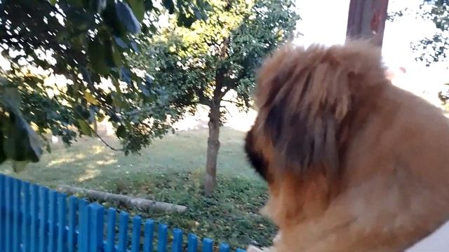 Гамлет на своём посту, всем доброе утро ☕🍫☀️ смотреть онлайн
