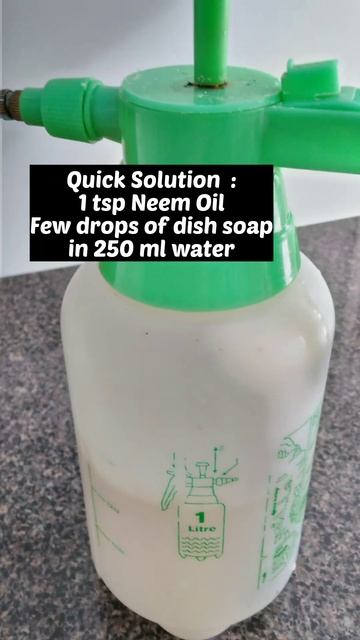 EASY - REMEDY to cure plants - this solution WILL bring your plant back to NORMAL #shorts смотреть онлайн