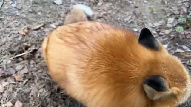 Алиса - Лиса / Прикольные Моменты с Алисой ч. 331/ Alice the Fox смотреть онлайн