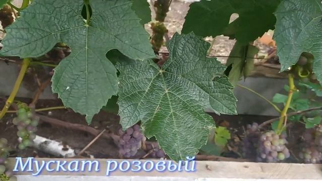 Мой виноград на даче Петропавловск смотреть онлайн