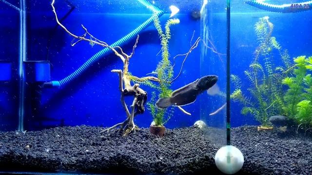 Channa GACHUA baru satu hari di aquarium cek mental si ikan pake umpan cacing смотреть онлайн