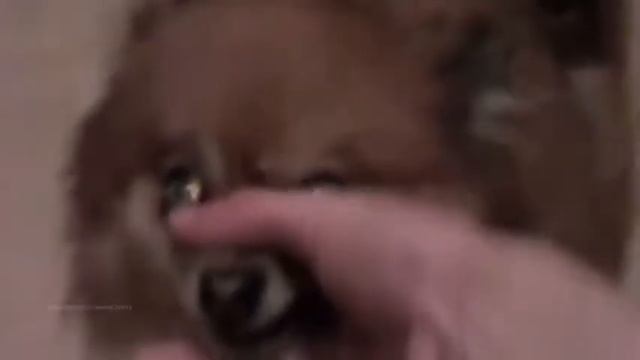 Животные поют Linkin Park 480p смотреть онлайн