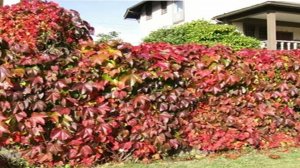 Как укоренить девичий виноград