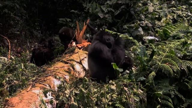 Orangutans Vs Gorillas: How To Distinguish Them???