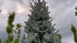 О компании "Лесопитомник 24"