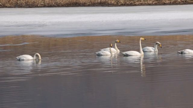 Лебеди-кликуны отдыхают (весенний пролёт) смотреть онлайн