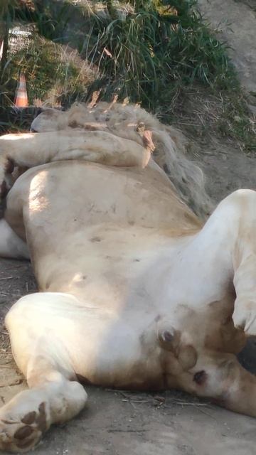 指春■㉘ホワイトライオン・白獅子・セラムくん・沖縄こどもの国・・・White_Lion・Okinawa Zoo & Museum(20230308) смотреть онлайн