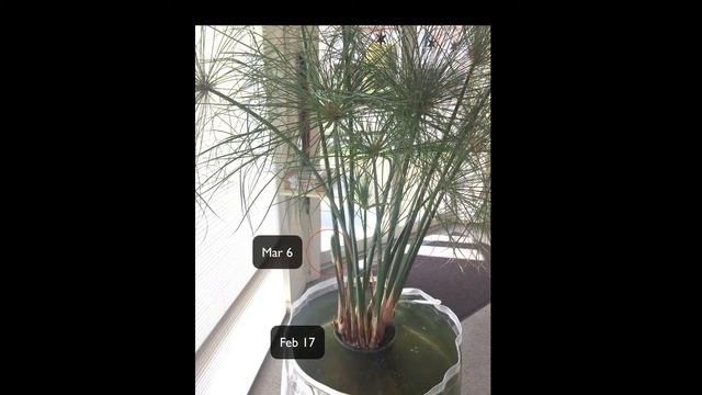 Growing Papyrus Plant смотреть онлайн