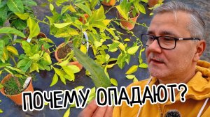 Почему ОПАДАЮТ ЛИСТЬЯ у ЛИМОНА? 10 причини и СРОЧНЫЕ меры спасения! Сочный домашний лимон на ОКНЕ!