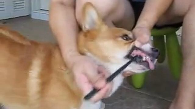 Brushing Ruby Front Teeth смотреть онлайн